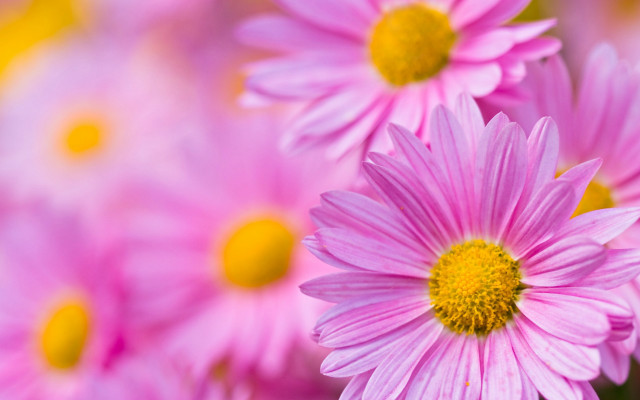 Pink flower closeup macro blurry free wallpaper - medium preview image