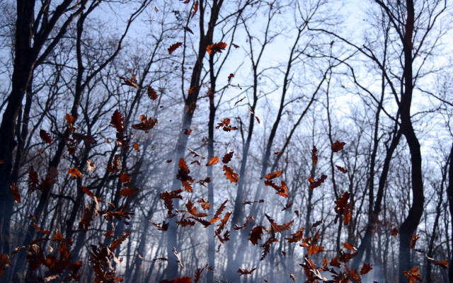 Forest fireflies autumn leaves moon free wallpaper - medium preview image