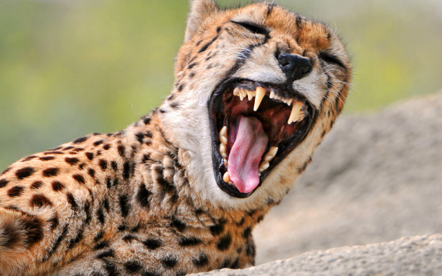 Cheetah yawning rock wildlife photography free wallpaper - medium preview image