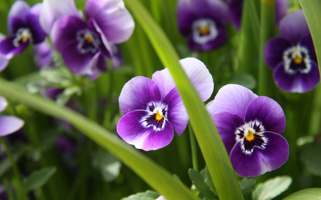 Purple flower field macro blurry #4 free wallpaper - medium preview image