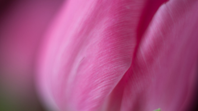 Pink flower macro precisionism blurry free wallpaper - medium preview image