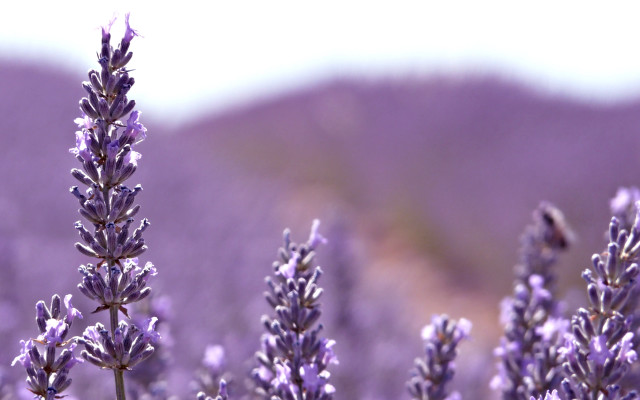 Lavender field bird macro shallow free wallpaper - medium preview image