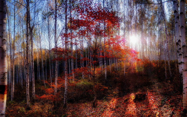 Autumn fall leaves forest sunset free wallpaper - medium preview image
