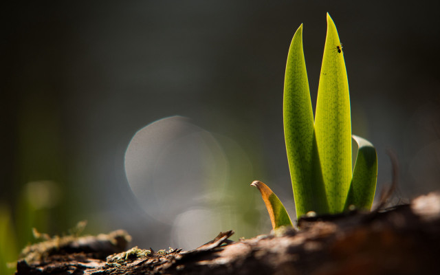Plant closeup bokeh macro scenery free wallpaper - medium preview image