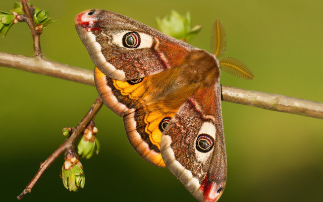 Moth yellow brown branch leaves free wallpaper - medium preview image