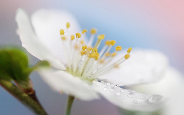 White flower water droplets blue #2 free wallpaper - medium preview image