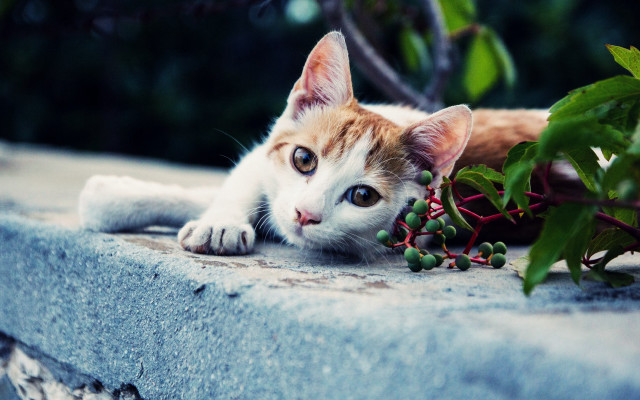Cat ledge plant bush berries free wallpaper - medium preview image