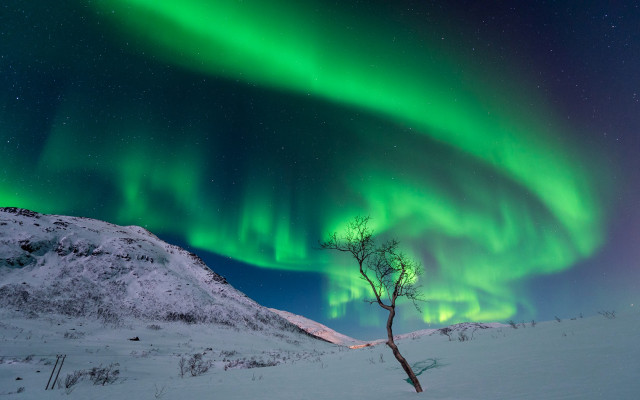 Snow tree aurora starry sky free wallpaper - medium preview image