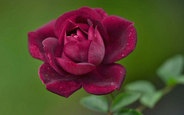 Flower green gradient rococo macro free wallpaper - medium preview image