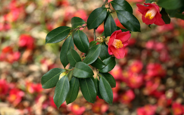 Flower red bloom shallow bokeh free wallpaper - medium preview image