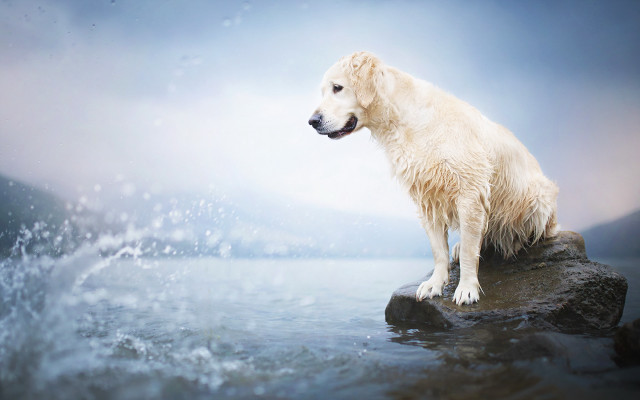 White dog rock water splash free wallpaper - medium preview image