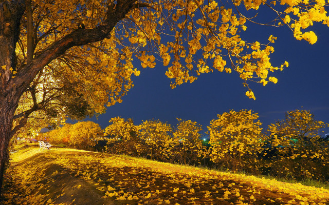 Tree yellow leaves road blue free wallpaper - medium preview image