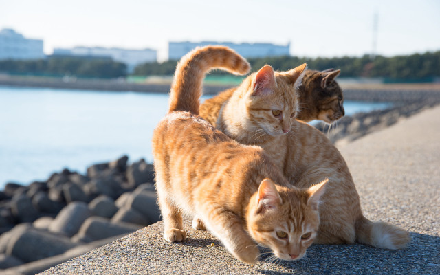 Cats ledge water rocks orange free wallpaper - medium preview image