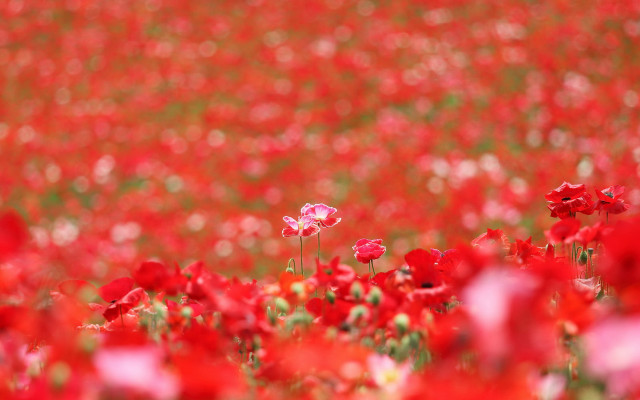 Red flower field pink lily free wallpaper - medium preview image