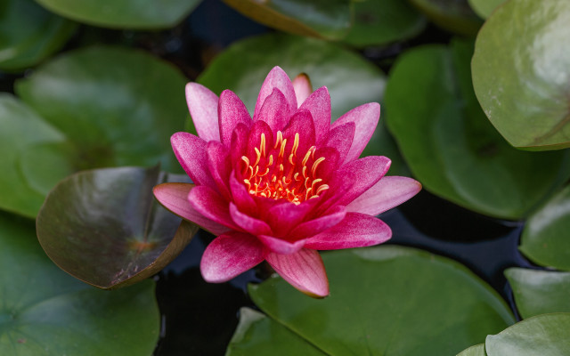 Pink flower blooming water lilies free wallpaper - medium preview image