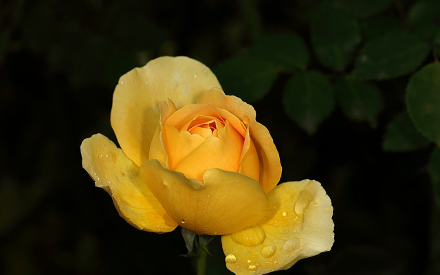 Yellow rose water droplets macro #4 free wallpaper - medium preview image