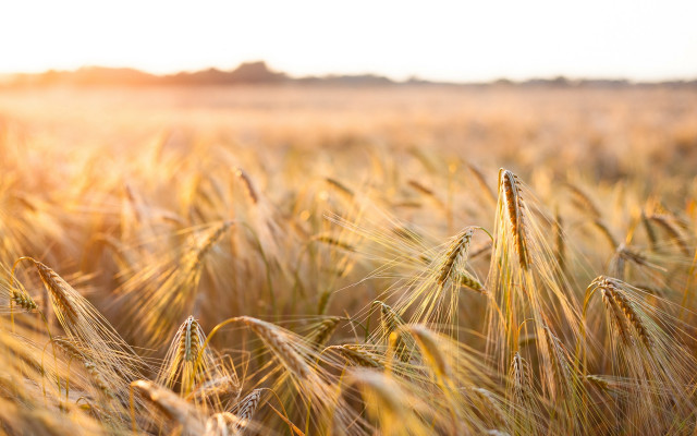 Wheat field sunset fire embers free wallpaper - medium preview image