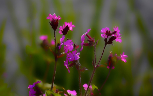 Purple flower bug blurry background free wallpaper - medium preview image