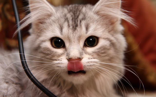 Cat tongue attachment macro animal free wallpaper - medium preview image