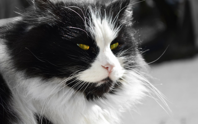 Black white cat yellow eyes #6 free wallpaper - medium preview image