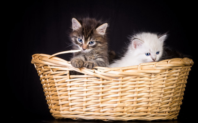 White blue kittens basket table free wallpaper - medium preview image