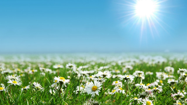 Daisy field blue sky sunshine free wallpaper - medium preview image