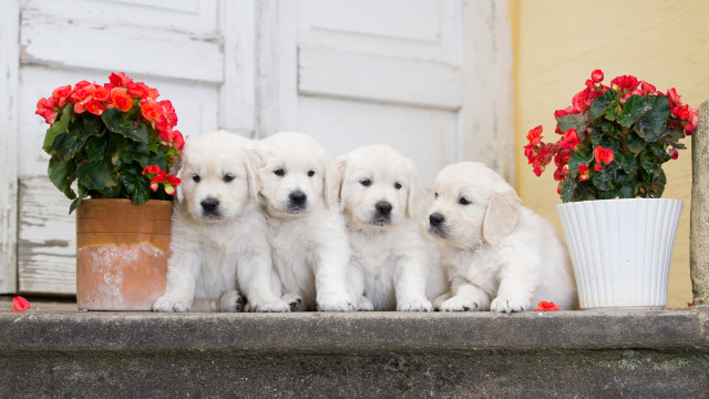White puppies ledge potted plant free wallpaper - medium preview image