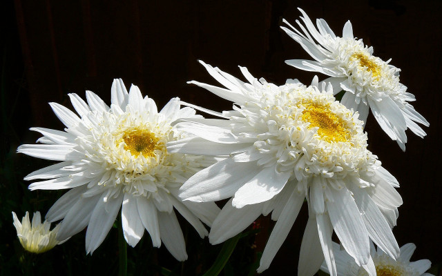 White flowers vase daisy wings free wallpaper - medium preview image