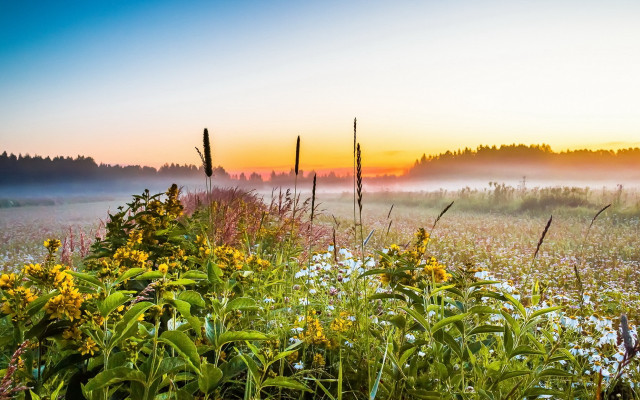 Flower field fence forest sunset free wallpaper - medium preview image