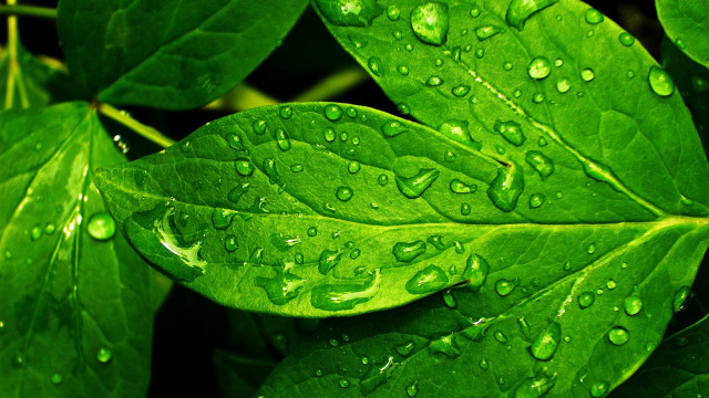 Green leaf water drops macro #2 free wallpaper - medium preview image