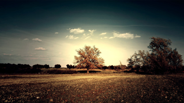 Field tree sky clouds sunset free wallpaper - medium preview image