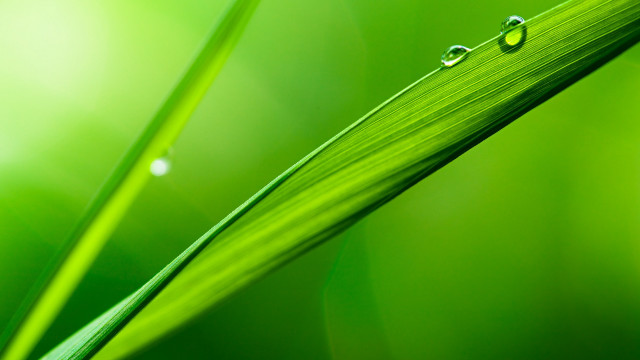 Grass water drops macro blurry #2 free wallpaper - medium preview image