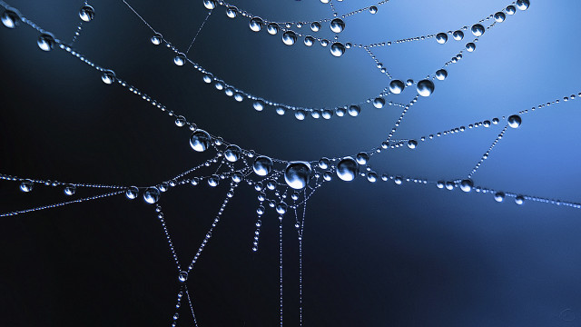 Gothic web water drops macro free wallpaper - medium preview image