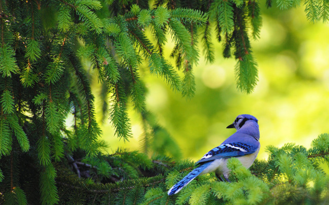 Blue bird perched forest green free wallpaper - medium preview image