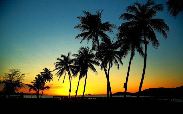Sunset beach palm trees foreground free wallpaper - medium preview image