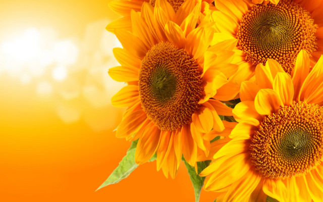 Sunflower vase light wall summer free wallpaper - medium preview image