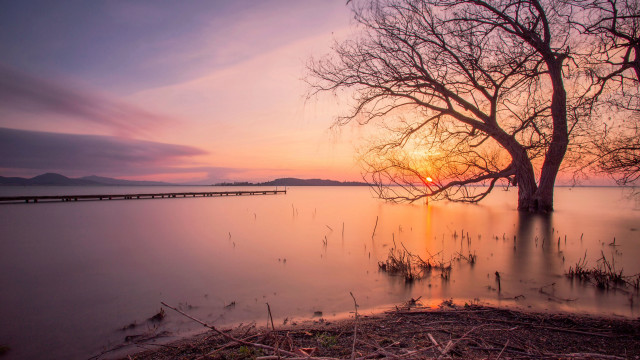 Tree water sunset bridge lake free wallpaper - medium preview image