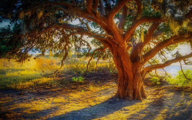Autumn bare tree shadow lake free wallpaper - medium preview image