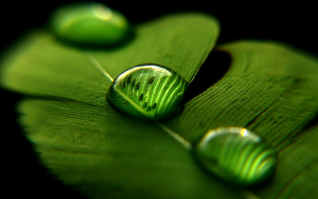 Green water drops macro blurry free wallpaper - medium preview image
