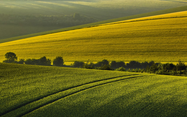 Green field lone tree hill free wallpaper - medium preview image