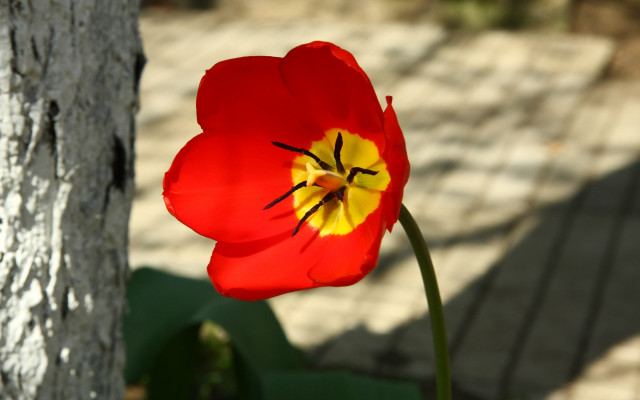 Red flower tree trunk brick free wallpaper - medium preview image