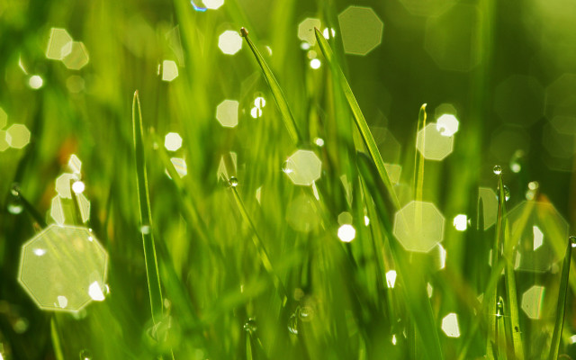 Dewy grass bokeh nature green free wallpaper - medium preview image