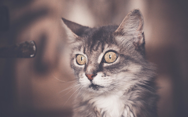 Cat yellow eyes looking camera free wallpaper - medium preview image