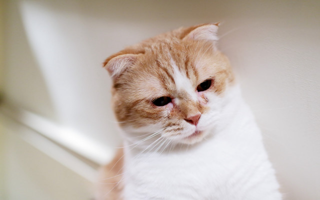 Sad cat white surface carlos free wallpaper - medium preview image