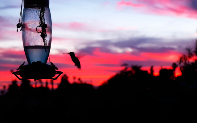Hummingbird sunset pinksky macro backlighting free wallpaper - medium preview image