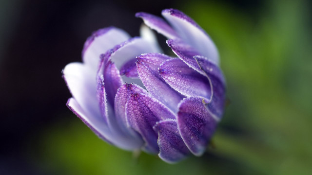 Purple flower water droplets macro #6 free wallpaper - medium preview image