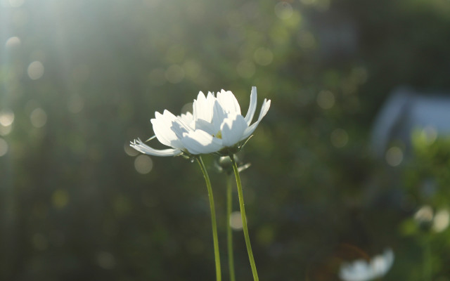 Flower bokeh macro lensflare wings free wallpaper - medium preview image