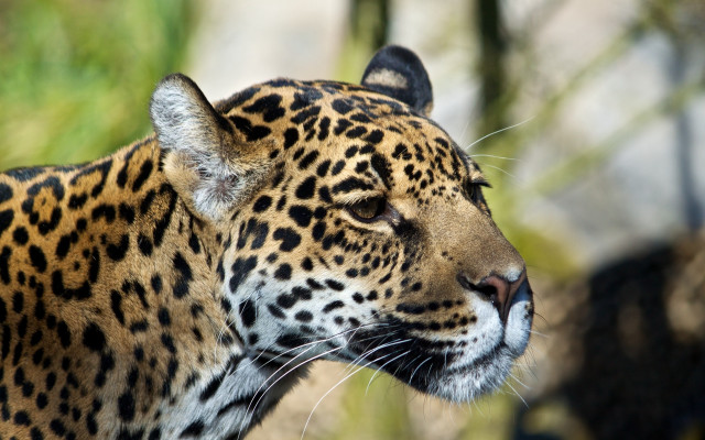 Leopard closeup blurry background camouflage free wallpaper - medium preview image