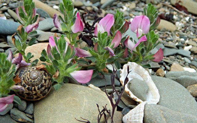 Snail rock flowers pebbles ecological free wallpaper - medium preview image