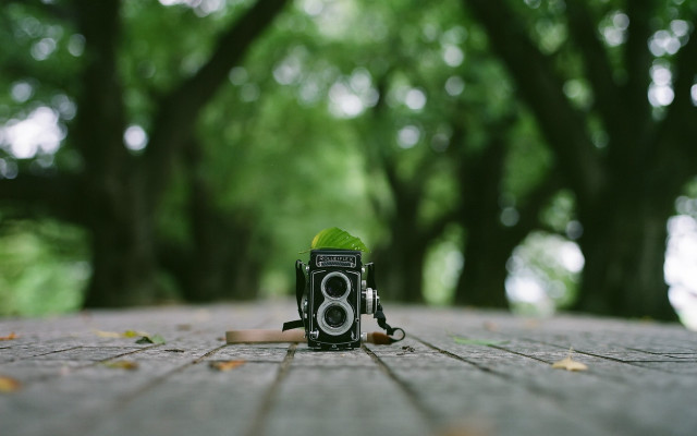Camera brick surface trees leaf free wallpaper - medium preview image